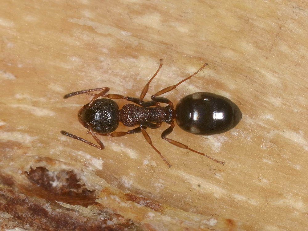 Dolichoderus quadripunctatus